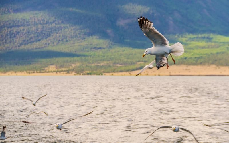 За горизонтом империи: тайны Чингисхана в сердце Азии